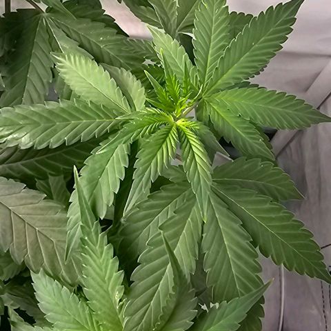 Tropicanna Poison F1 growlog timeline photo