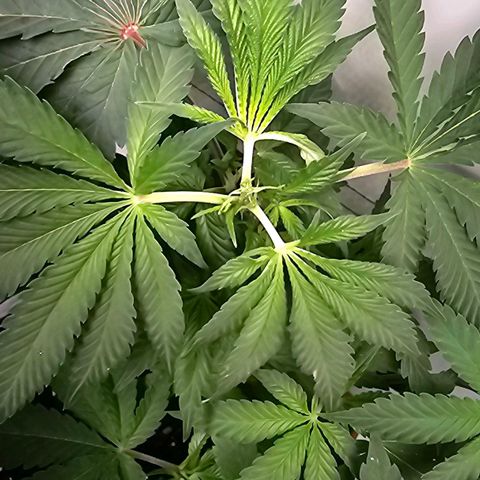 Tropicanna Poison F1 growlog timeline photo
