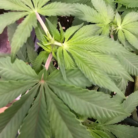 Tropicanna Poison F1 growlog timeline photo