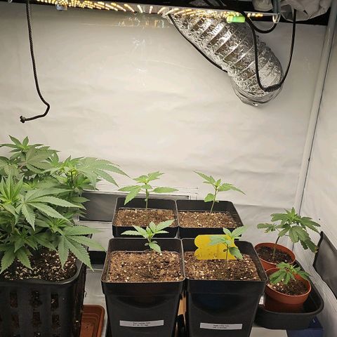 Tropicanna Poison F1 growlog timeline photo