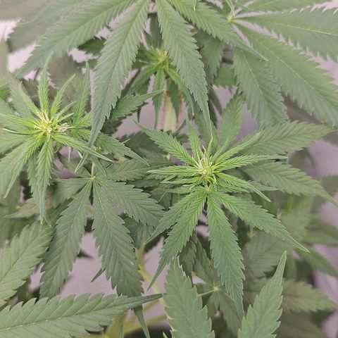 Gorilla Zkittlez growlog timeline photo