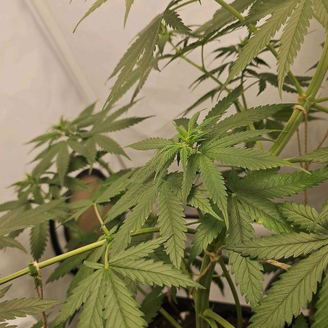 Gorilla Zkittlez growlog timeline photo