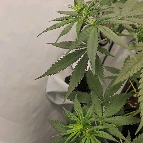Gorilla Zkittlez growlog timeline photo