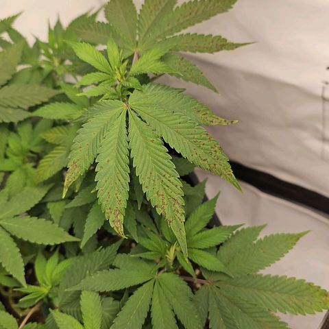 Tropicanna Poison F1 growlog photo: Evtl. Magnesium oder Phosphor Mangel 