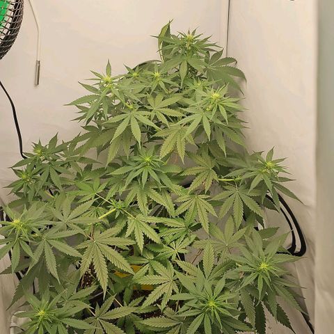 Gorilla Zkittlez growlog timeline photo