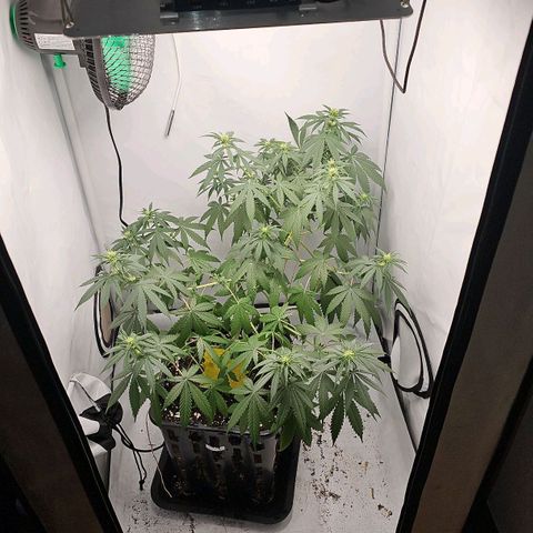 Gorilla Zkittlez growlog timeline photo