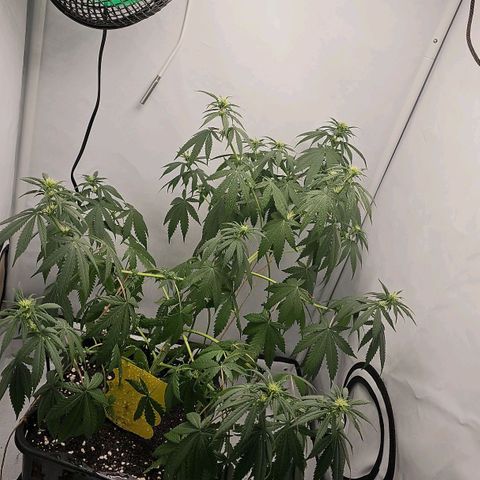 Gorilla Zkittlez growlog timeline photo