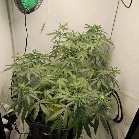 Gorilla Zkittlez growlog timeline photo