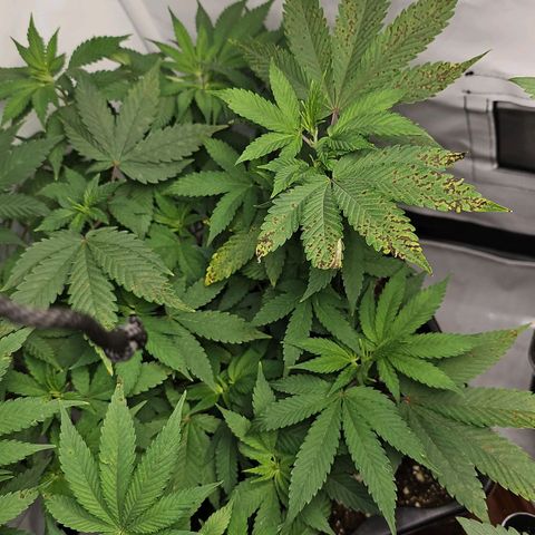 Tropicanna Poison F1 growlog timeline photo