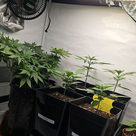 Tropicanna Poison F1 growlog timeline photo