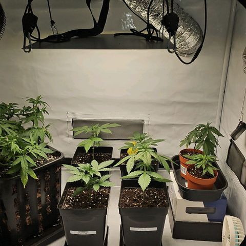 Tropicanna Poison F1 growlog timeline photo