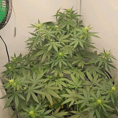 Gorilla Zkittlez growlog timeline photo