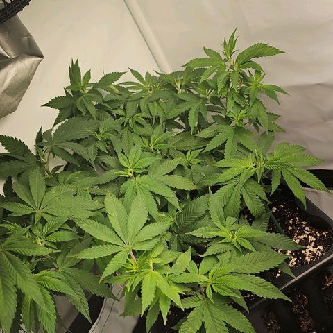 Tropicanna Poison F1 growlog timeline photo
