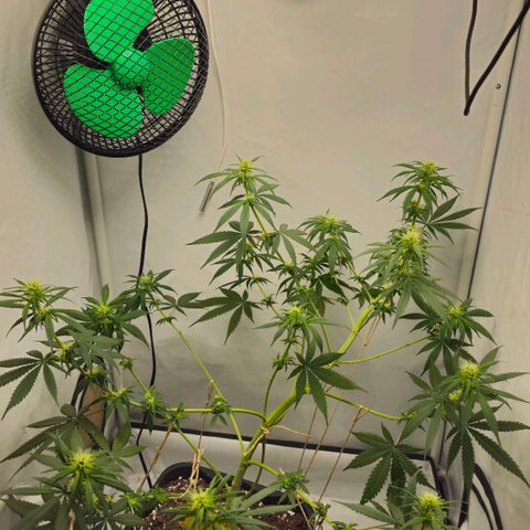Gorilla Zkittlez growlog timeline photo
