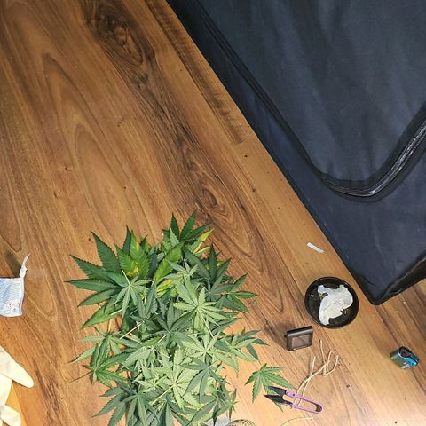Gorilla Zkittlez growlog timeline photo