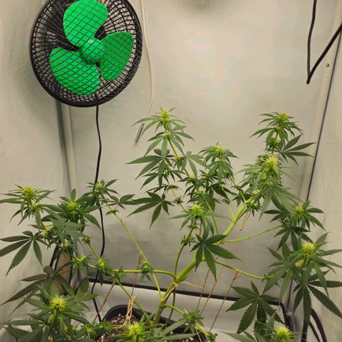Gorilla Zkittlez growlog timeline photo