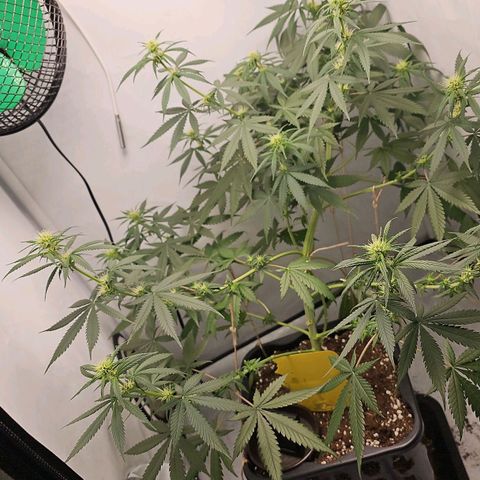Gorilla Zkittlez growlog timeline photo