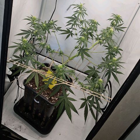 Gorilla Zkittlez growlog timeline photo