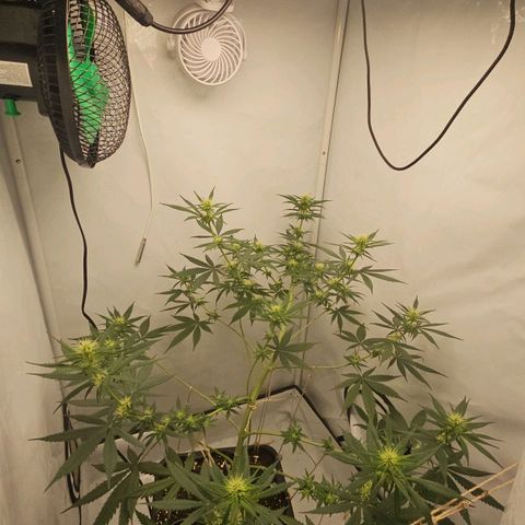 Gorilla Zkittlez growlog timeline photo