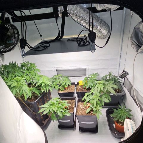 Tropicanna Poison F1 growlog timeline photo