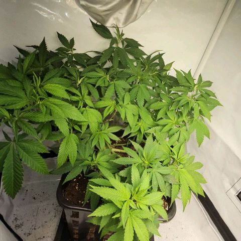 Tropicanna Poison F1 growlog timeline photo