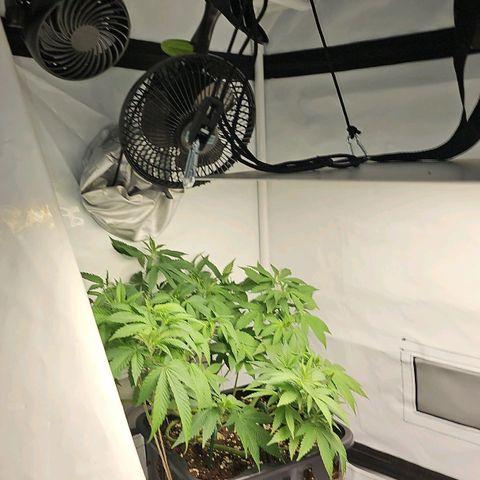 Tropicanna Poison F1 growlog timeline photo
