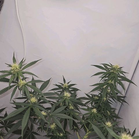 Gorilla Zkittlez growlog timeline photo