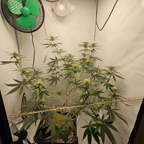 Gorilla Zkittlez growlog timeline photo