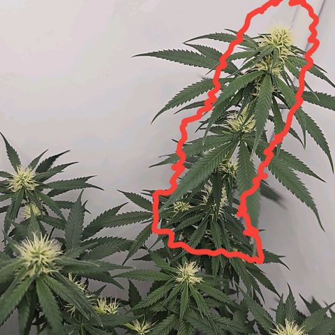 Gorilla Zkittlez growlog timeline photo