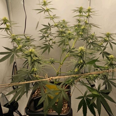 Gorilla Zkittlez growlog timeline photo