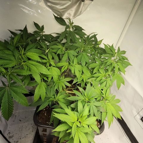 Tropicanna Poison F1 growlog timeline photo