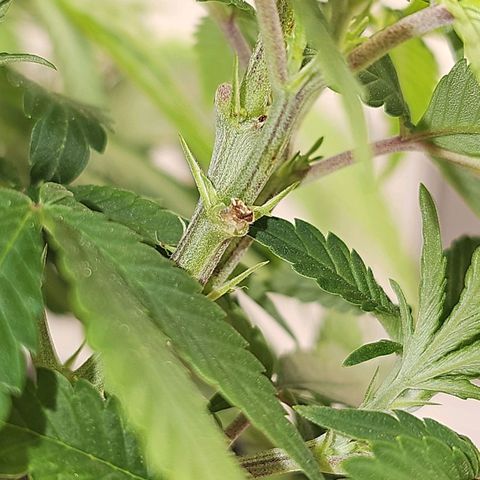 Tropicanna Poison F1 growlog timeline photo