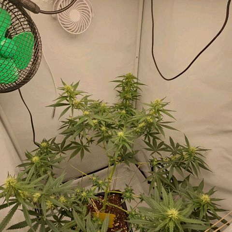 Gorilla Zkittlez growlog timeline photo