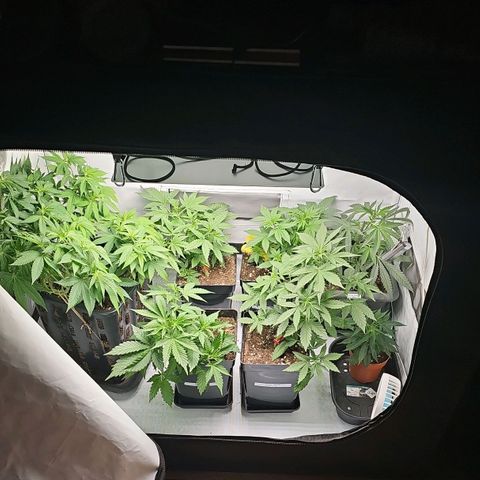 Tropicanna Poison F1 growlog timeline photo