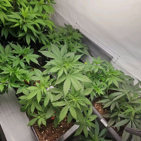 Tropicanna Poison F1 growlog timeline photo
