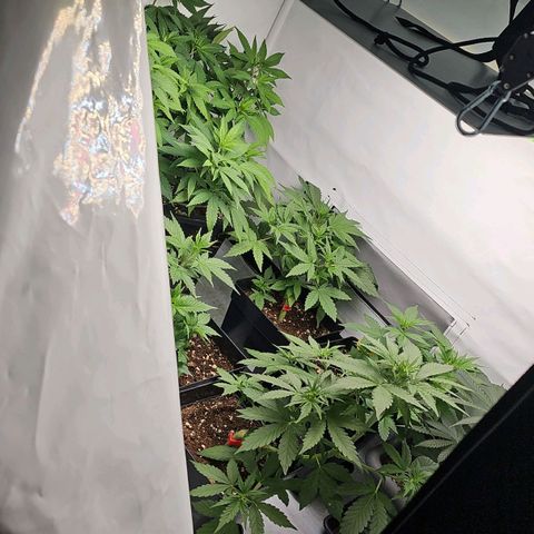 Tropicanna Poison F1 growlog timeline photo