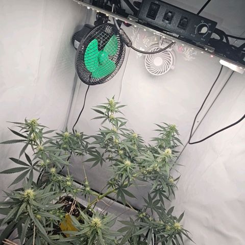 Gorilla Zkittlez growlog timeline photo