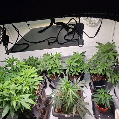 Tropicanna Poison F1 growlog timeline photo