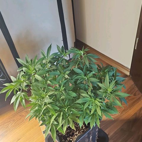 Tropicanna Poison F1 growlog timeline photo