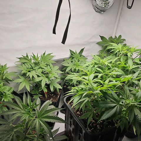Tropicanna Poison F1 growlog timeline photo