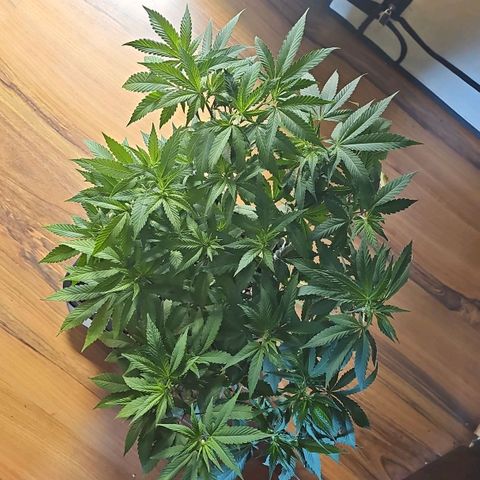 Tropicanna Poison F1 growlog timeline photo