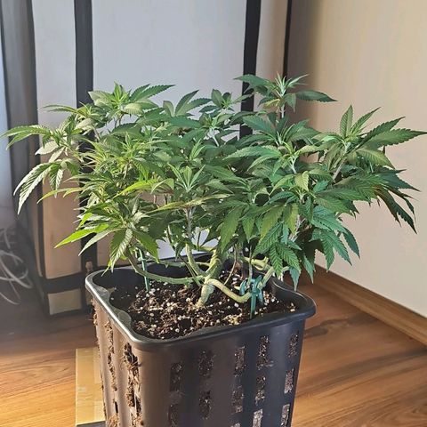 Tropicanna Poison F1 growlog timeline photo