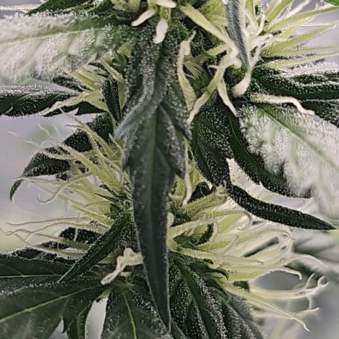 Gorilla Zkittlez growlog timeline photo
