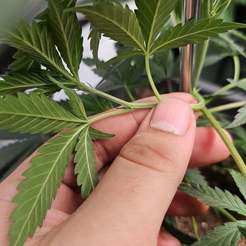 Tropicanna Poison F1 growlog timeline photo