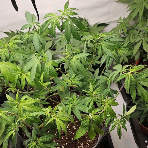 Tropicanna Poison F1 growlog timeline photo