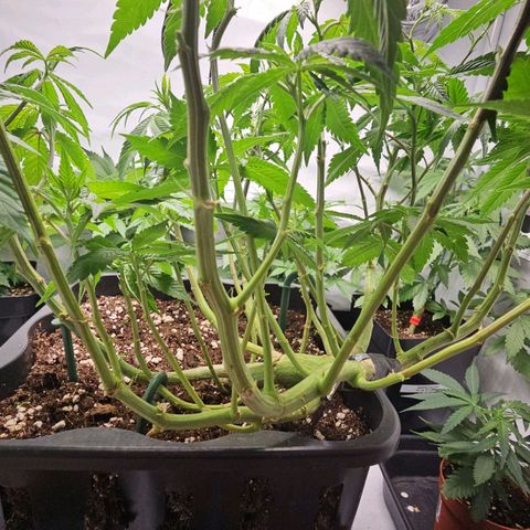 Tropicanna Poison F1 growlog timeline photo