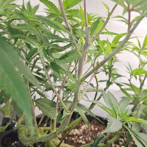 Tropicanna Poison F1 growlog timeline photo