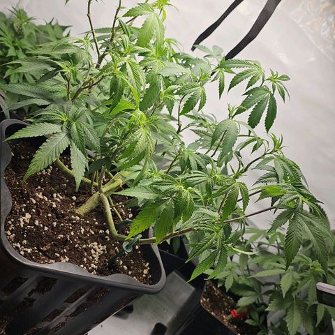 Tropicanna Poison F1 growlog timeline photo
