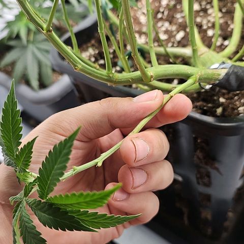 Tropicanna Poison F1 growlog timeline photo