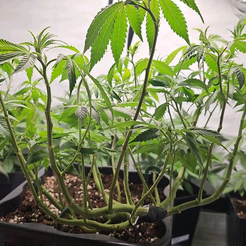 Tropicanna Poison F1 growlog timeline photo